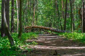 Fototapeta premium A fallen tree is blocking the road. The trunk of a tree broken by a storm lies across a path in the forest. Consequences of the destructive effects of bad weather.