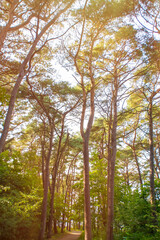 Fototapeta premium Bright pine trees against the blue sky. Background with tall trees on a sunny summer day.
