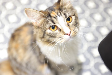 portrait of a cat