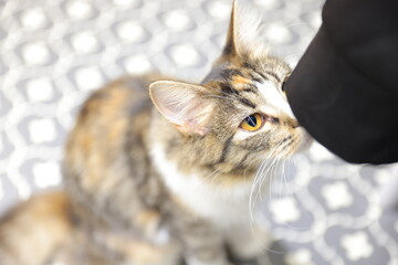 close up of a cat