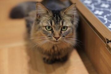portrait of a cat
