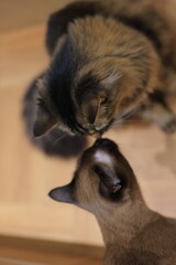 Obraz premium cat and mouse