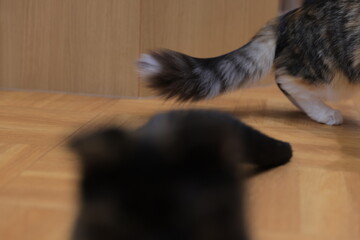 cat and dog