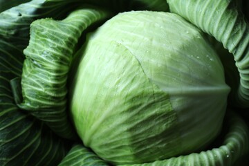 Fototapeta premium Wet ripe head of cabbage as background, above view