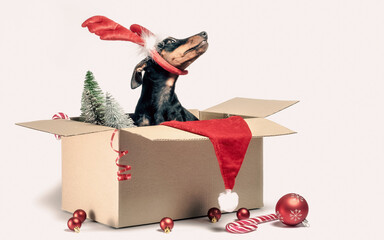 miniature pinscher puppy sitting in a box with Christmas decor
