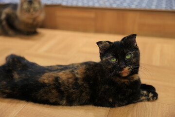 cat