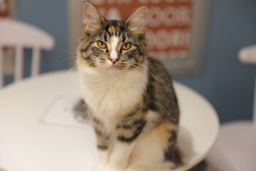 cat