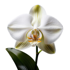 Realistic orchid flowers in elegant white with green stems isolated on a transparent background, created with generative AI