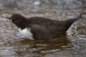 An unusual eyelid structure in a bird. A dipper stands in the water. The white-throated dipper (Cinclus cinclus), also known as the European dipper or just dipper, is an aquatic passerine bird 