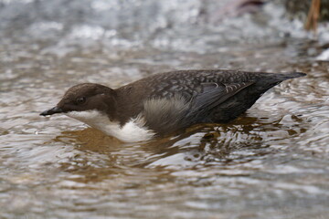 A small dark brown bird stands in the water. The white-throated dipper (Cinclus cinclus), also known as the European dipper or just dipper, is an aquatic passerine bird 