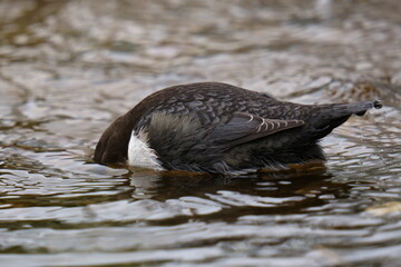 The small brown bird lowered its head under the water in search of food. The white-throated dipper (Cinclus cinclus), also known as the European dipper or just dipper, is an aquatic passerine bird 