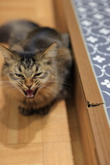 cat on the floor