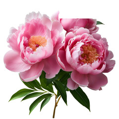 Realistic peony flowers with rich pink blooms and lush green foliage isolated on a transparent background, created with generative AI