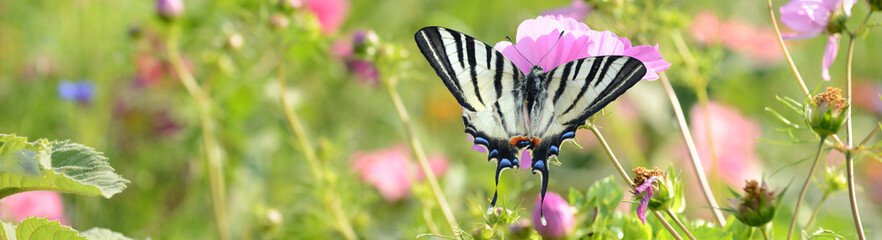 Schmetterling 1186 © K.-U. Häßler