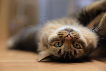 close up of a cat