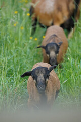 Two brown baby goats running on a small path, North Rhine-Westphalia, Germany