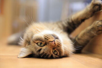 close up of a cat sleeping