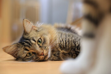 Fototapeta premium cat