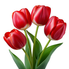 Realistic tulip flowers in vibrant red and green stems isolated on a transparent background, created with generative AI