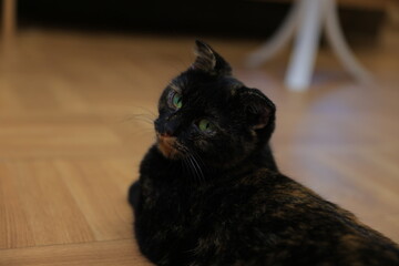cat on the floor