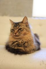 cat on the floor
