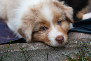 Australian Shepherd Welpe liegt auf der Terrasse © Heidi Bollich
