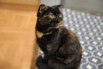 portrait of a cat