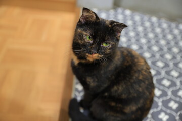 cat