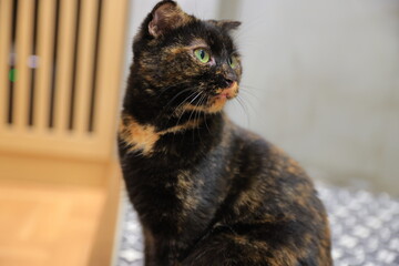 cat on the table