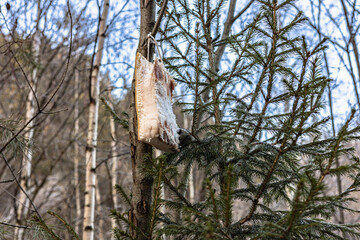 Piece of lard hanging on a branch of the tree in a serene winter forest setting. Feeding birds in...