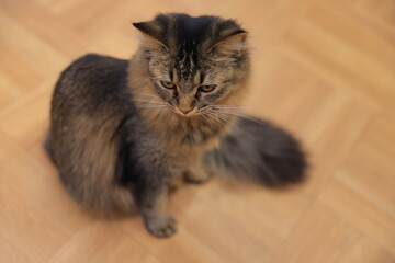 cat on the floor