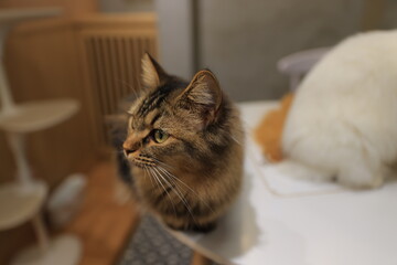 cat