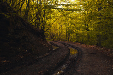 Naklejka premium beautiful view of the forest in the mountains
