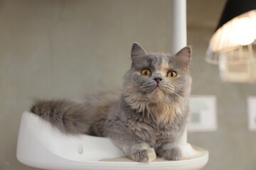 cat on the table