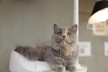 cat on a chair