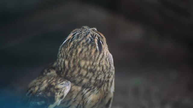 Owl feeding its chicks indoors. An owl on the forest floor with its prey, a rough and dynamic depiction of wildlife in action.