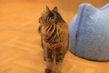 cat on the table