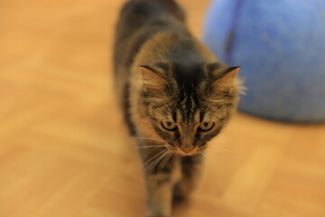 portrait of a cat