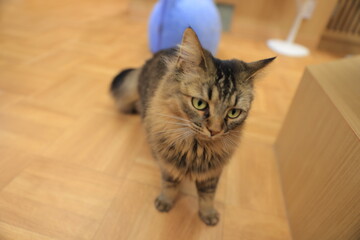 cat on the floor