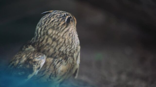 Owl feeding its chicks indoors. An owl on the forest floor with its prey, a rough and dynamic depiction of wildlife in action.