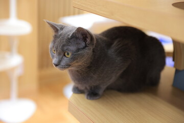 cat on sofa