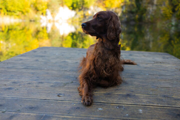 Irish Setter dog posing near lake with autumn landscape in autumn. Traveling with a pet. Pet in leaf fall. Atmospheric photo in nature. High quality photo