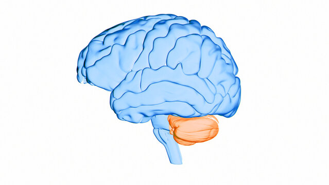Human brain cerebellum, illustration