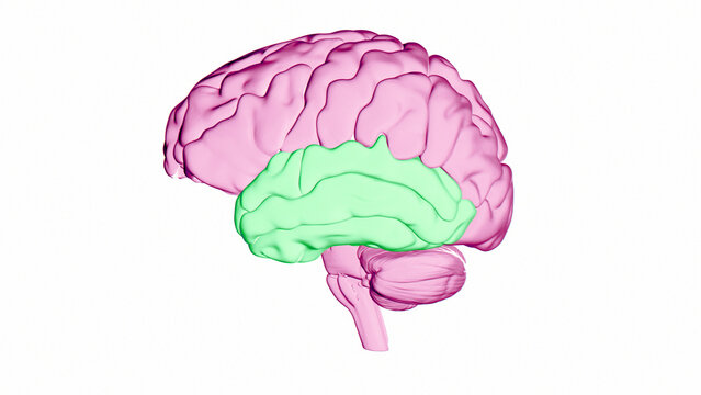 Human brain temporal lobe, illustration