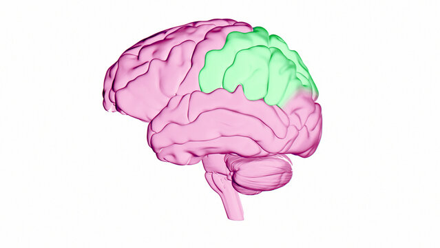 Human brain parietal lobe, illustration