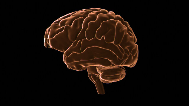 Human brain, illustration