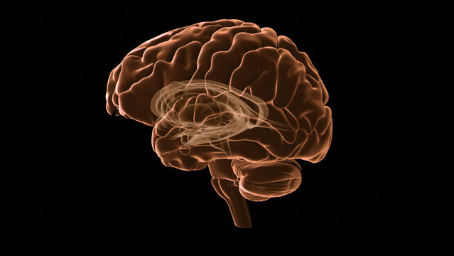 Human brain, illustration