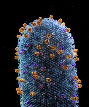 Respiratory syncytial virus, illustration