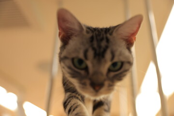 cat