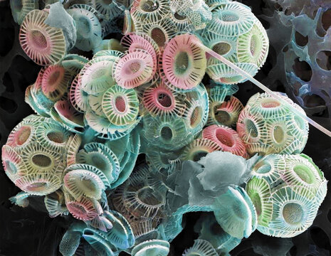 Coccolithophores, SEM
